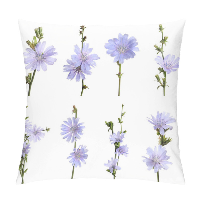 Personality  Beautiful Tender Chicory Flowers On White Background, Collage Pillow Covers