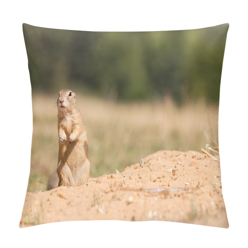 Personality  Gopher Pillow Covers