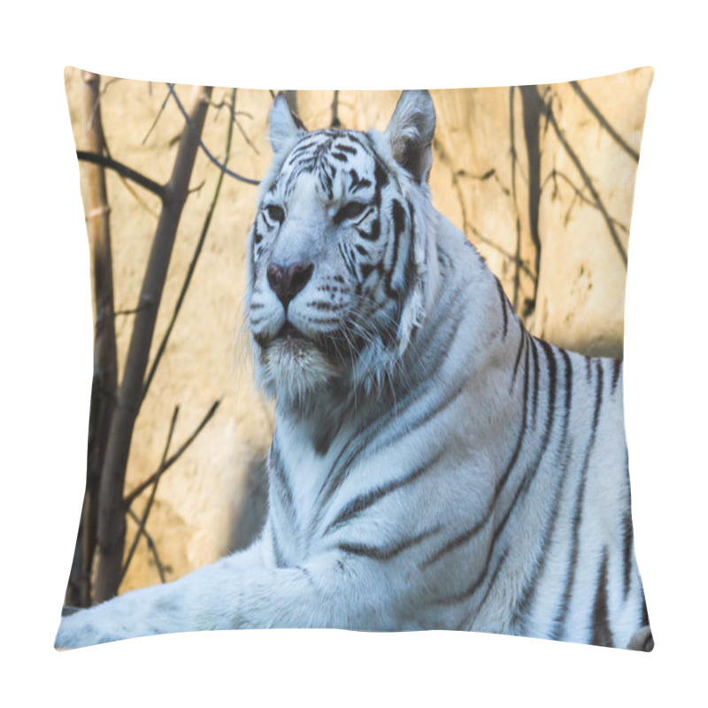 Personality  Bengal Tiger Is Lying And Looking Forward. Pillow Covers