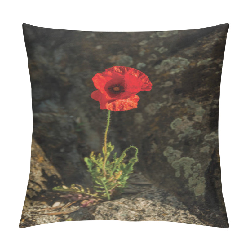 Personality  Poppy Flower Growing In The Middle Of Stones Pillow Covers