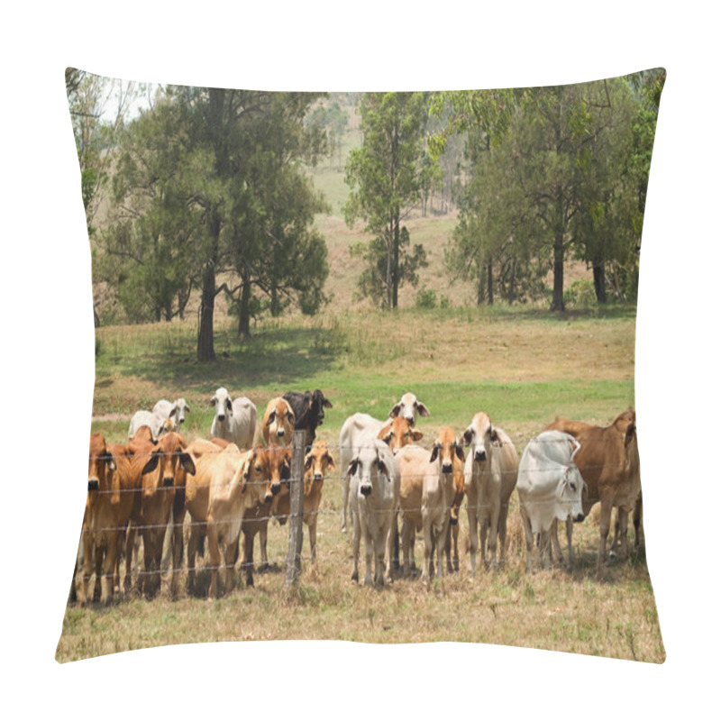 Personality  Barbed Wire Fence Restrains Brahman Cow Herd Pillow Covers