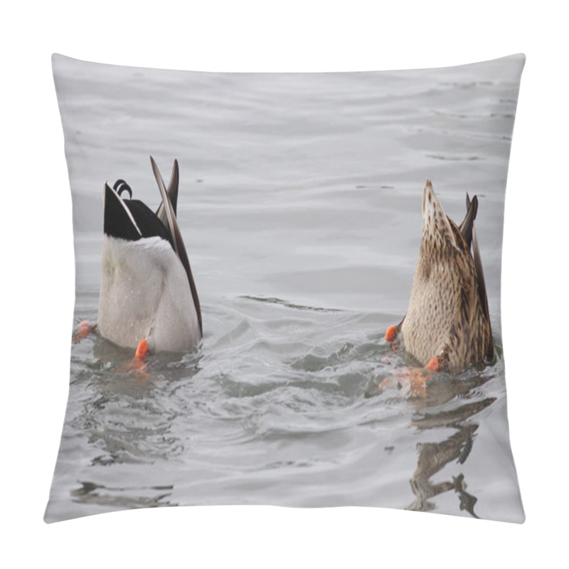 Personality  Funny Photo From Two Ducks Upside Down Looking For Food. Douro River, North Of Portugal. Pillow Covers