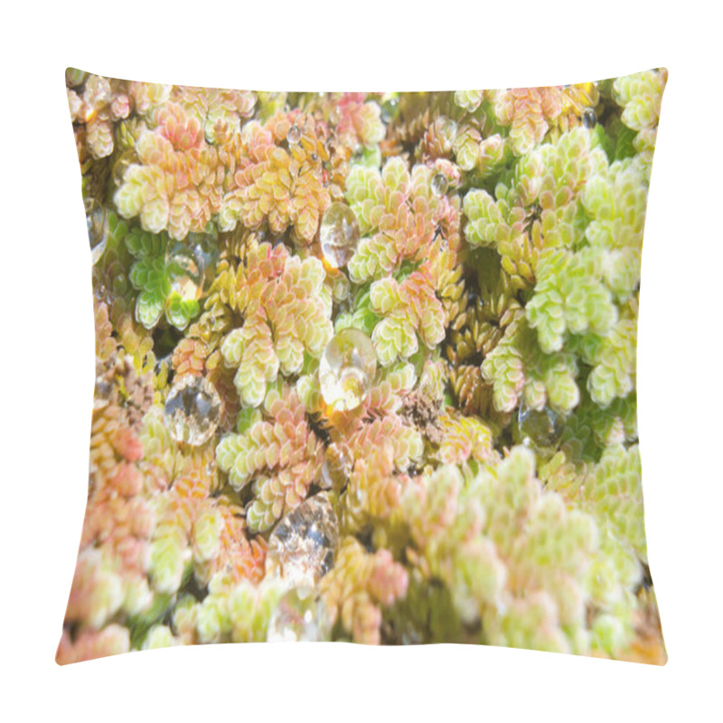 Personality  Close Up Water Drop On Duckweed, Mosquito Fern. Pillow Covers