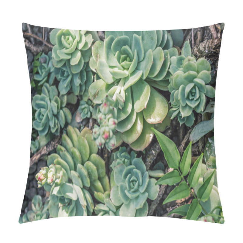 Personality  Beautiful Succulent Plants, Close Up Pillow Covers