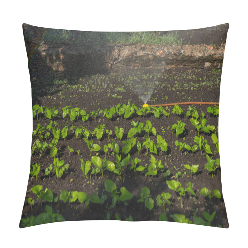 Personality  Watering Rows Of Young Green Seedlings In Garden Pillow Covers