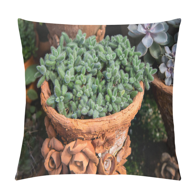 Personality  Delosperma Echinatum , Succulent Plants Are Grown In Terracotta Pots In A Nursery Plant. Pillow Covers