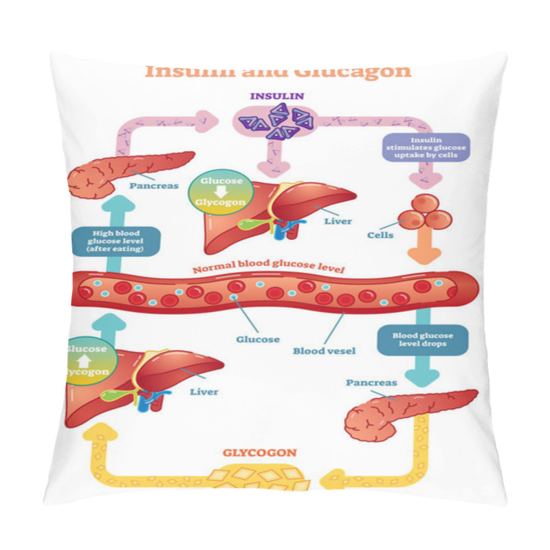 Personality  Insulin And Glucagon Vector Illustration Diagram.  Pillow Covers