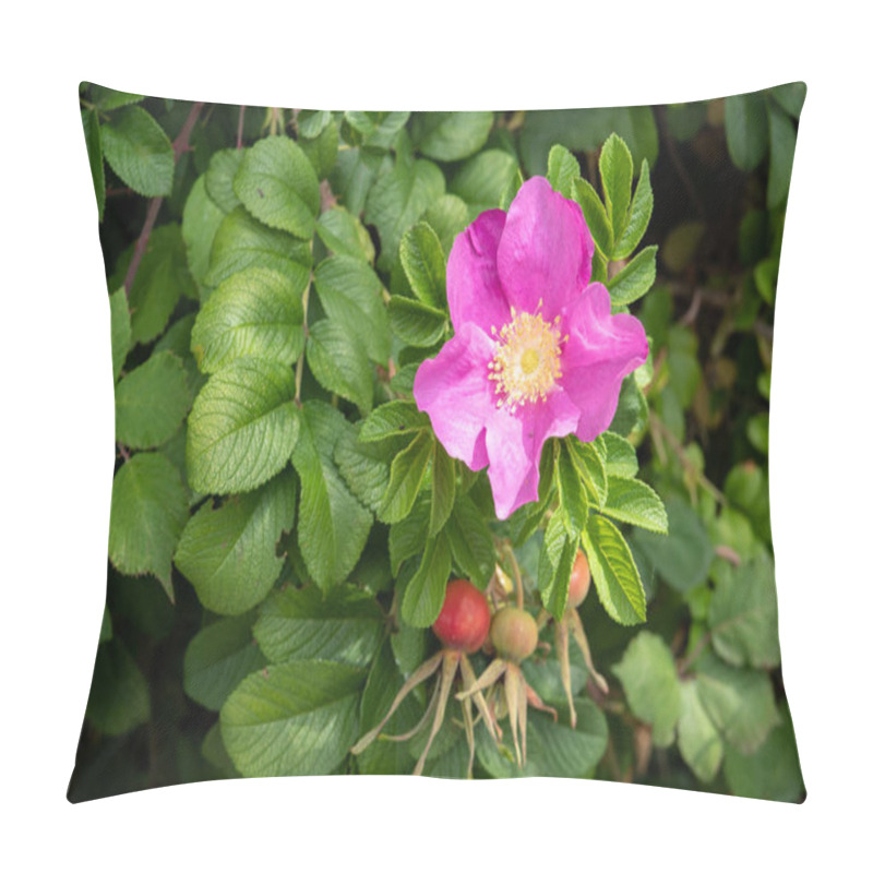 Personality  Rosa Rugosa Flower. Pink Rose On Outdoor Pillow Covers