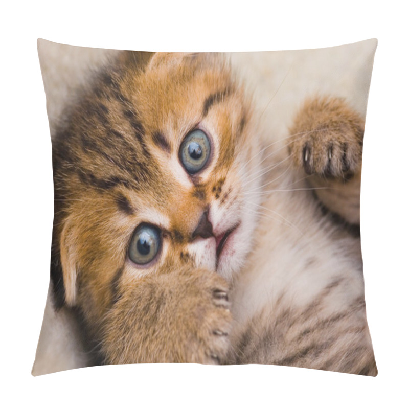 Personality  Little Kitten Pillow Covers