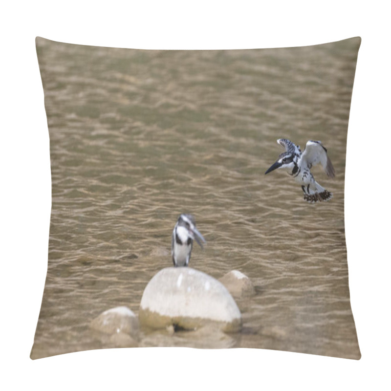 Personality  Pied Kingfisher (Ceryle Rudis) Birds Perched On Stone Near River. Pillow Covers