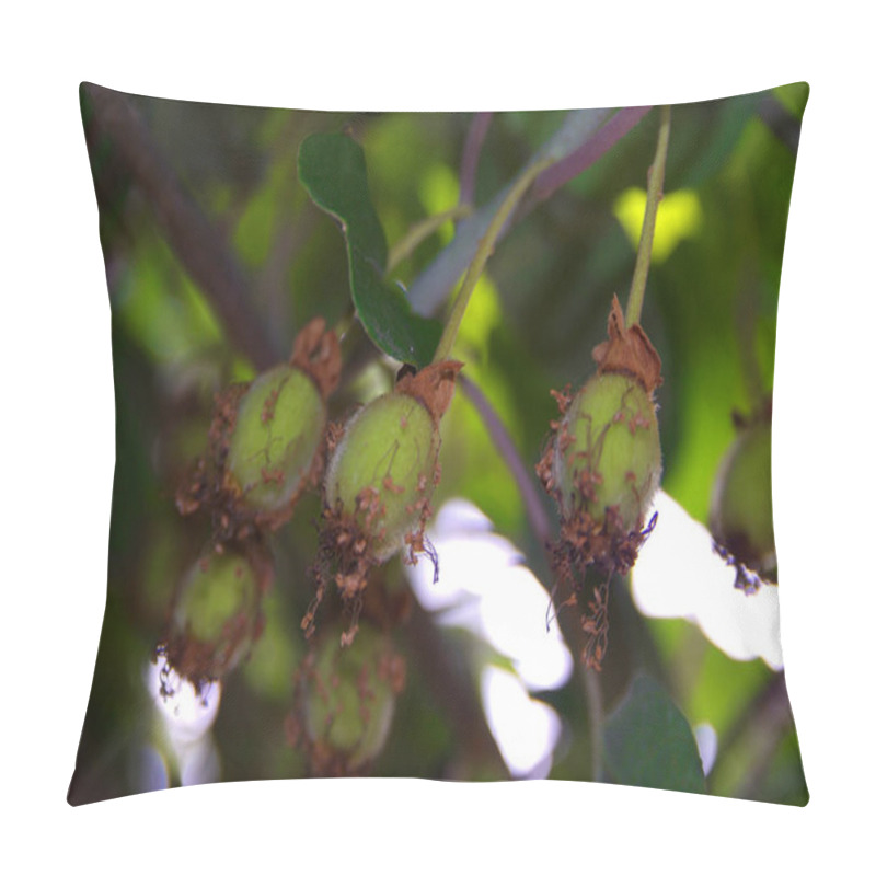 Personality  Variegated Kiwi Vine (Actinidia Kolomikta) In Garden Pillow Covers