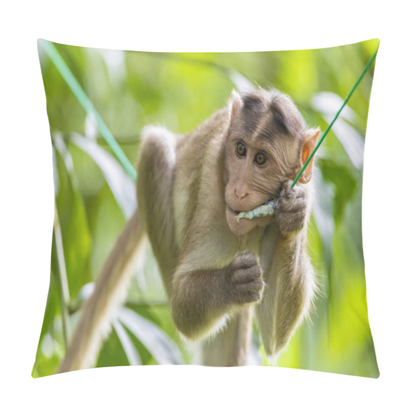 Personality  Monkey Sitting On Tree Branch In The Dark Tropical Forest In The Sanjay Gandhi National Park Mumbai Maharashtra India. Pillow Covers