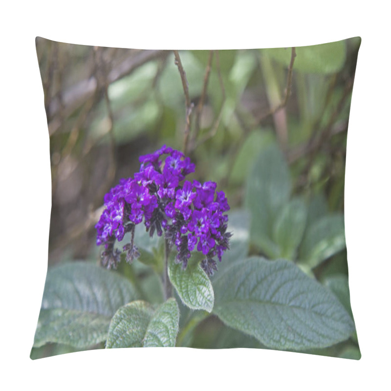 Personality  Vanilla Flower Or Heliotropium Arborescens  Pillow Covers