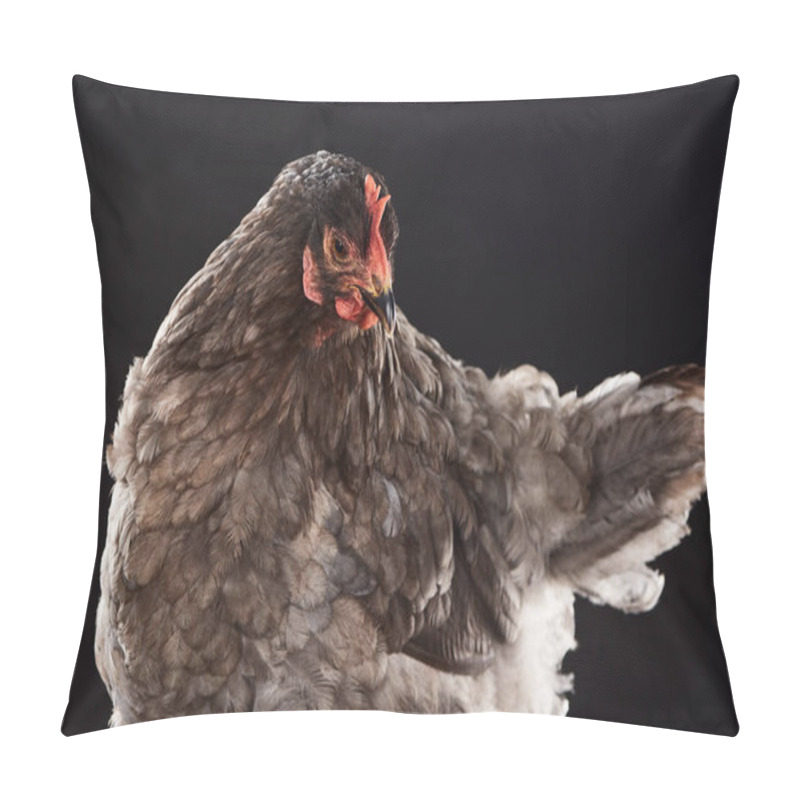 Personality  Farm Hen With Brown Feathers Isolated On Black Pillow Covers