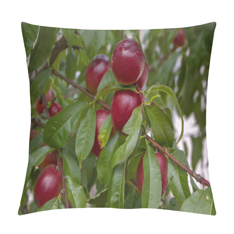 Personality  Prunus Persica Nucipersica Tree Branches Full Of Red Fruits, Ripening Smooth Skin Peaches On The Tree, Summer Season Pillow Covers