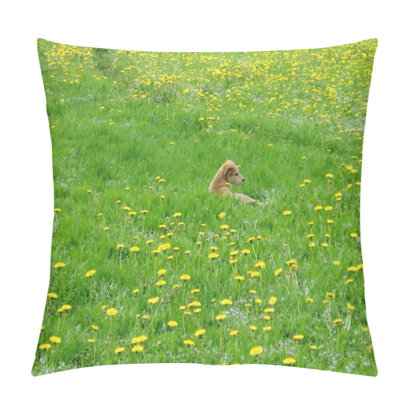 Personality  Dog In Dandelion Field Pillow Covers