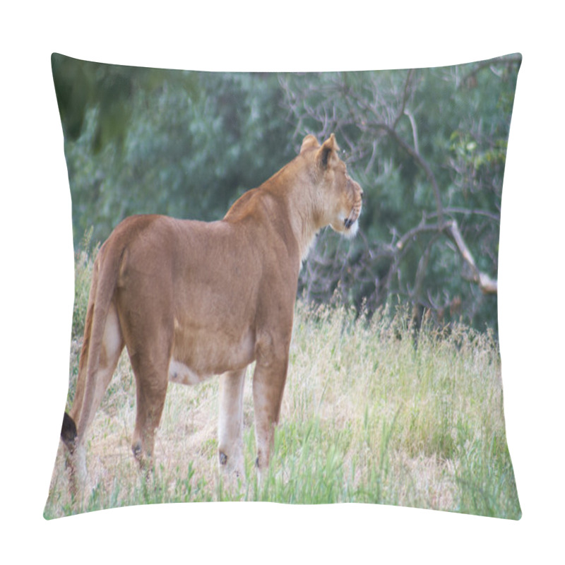 Personality  Close-up Of An African Lioness Pillow Covers