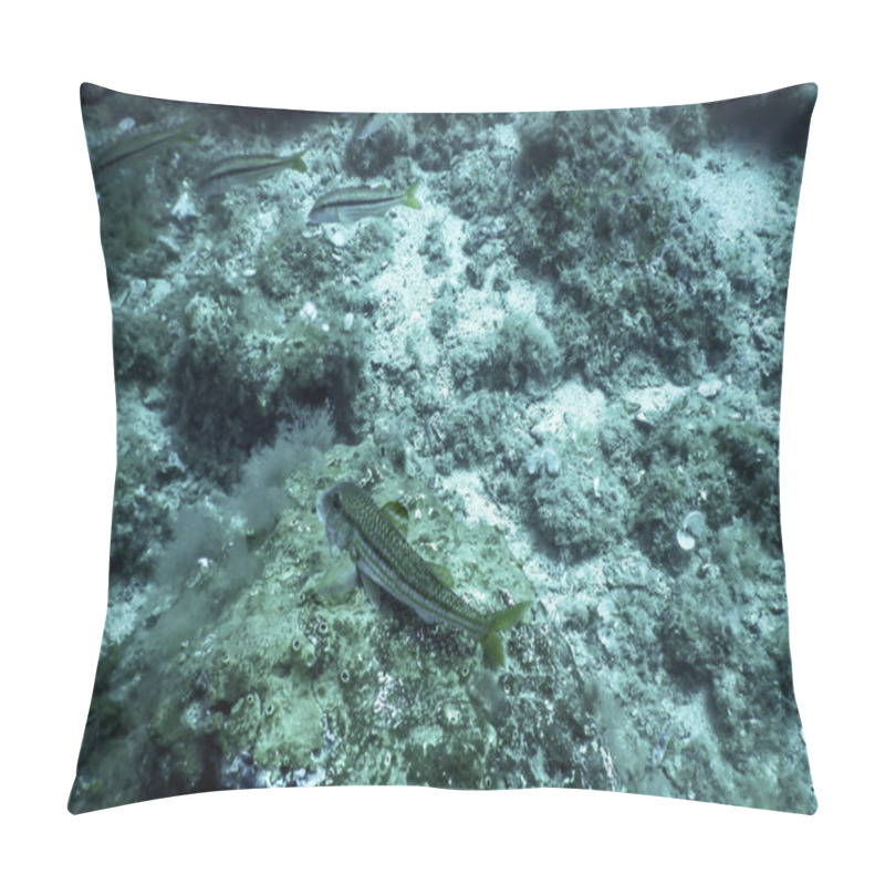 Personality  Red Mullet (Mullus Barbatus) Underwater Wildlife Pillow Covers