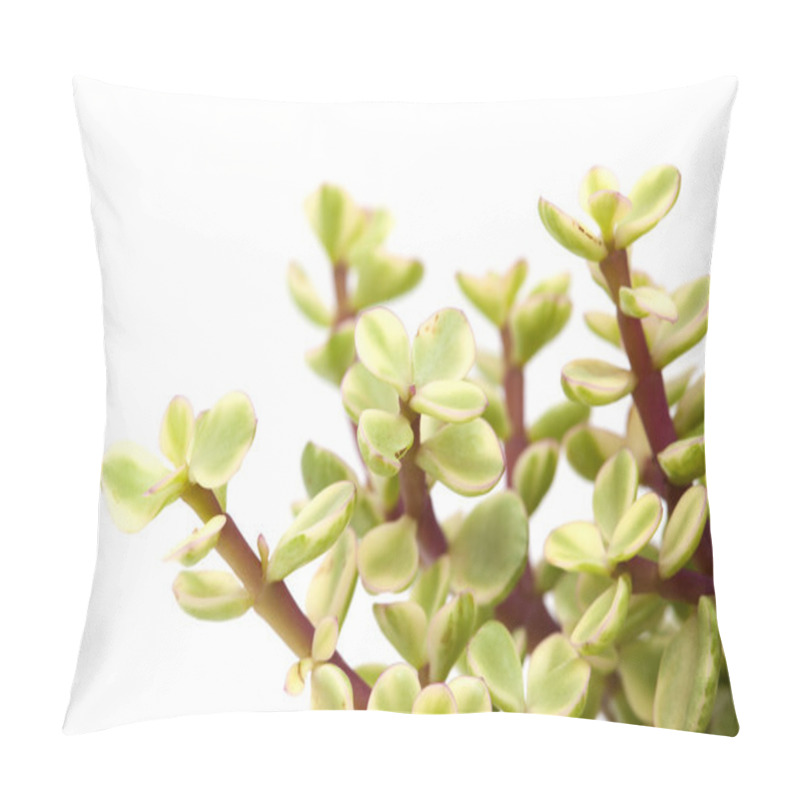 Personality  Portulacaria Afra Isolated Pillow Covers