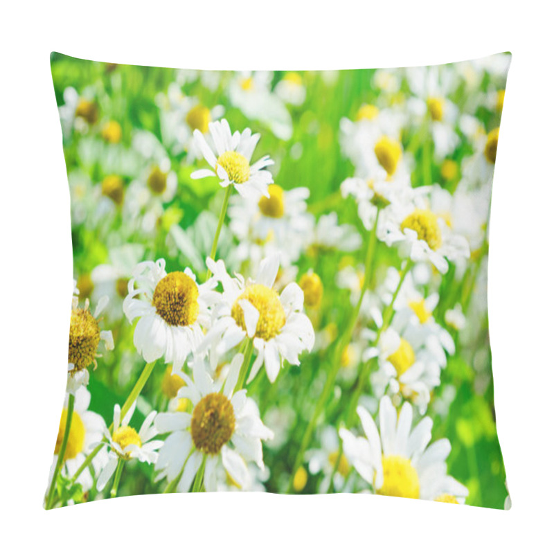 Personality  Field Of Blooming Garden Daisies Close-up, Floral Background In Summer Sunny Day Pillow Covers