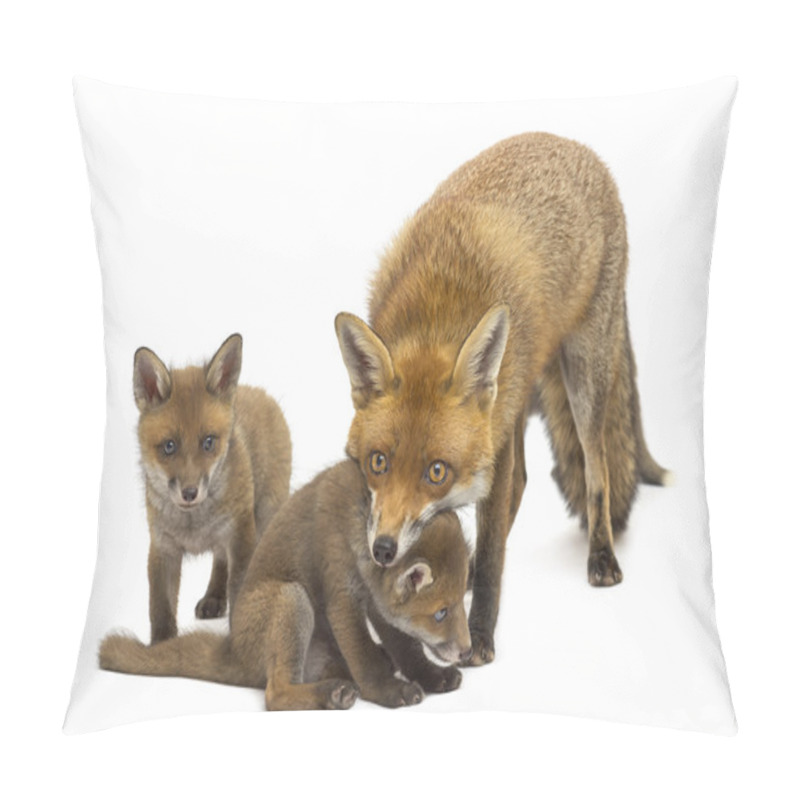 Personality  Mother Fox With Her Cubs (7 Weeks Old) In Front Of A White Backg Pillow Covers