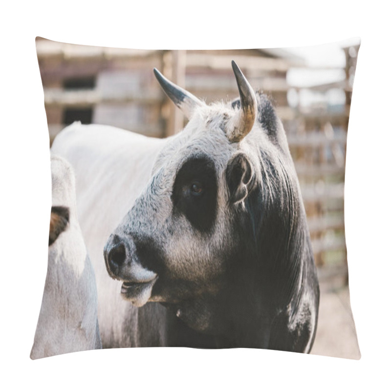 Personality  Close Up View Of Domesticated Bull At Zoo Pillow Covers