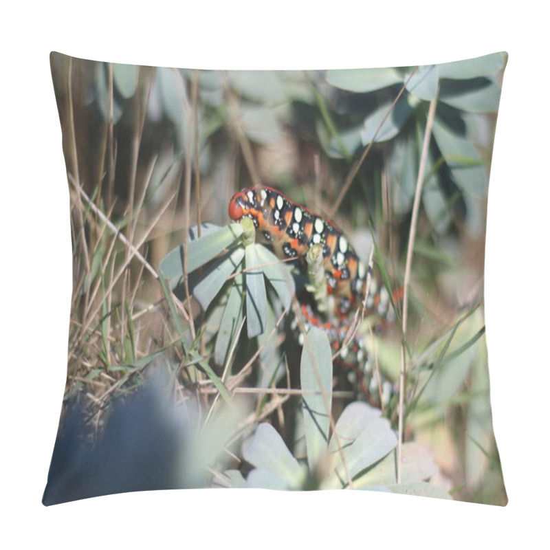 Personality  A Vividly Patterned Caterpillar With Bold Red, Black, And White Markings Clings To Wild, Green Foliage In A Natural Outdoor Setting Pillow Covers