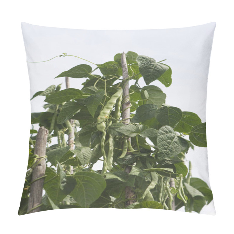 Personality  Growing Beans On Tall Beanstalks Pillow Covers