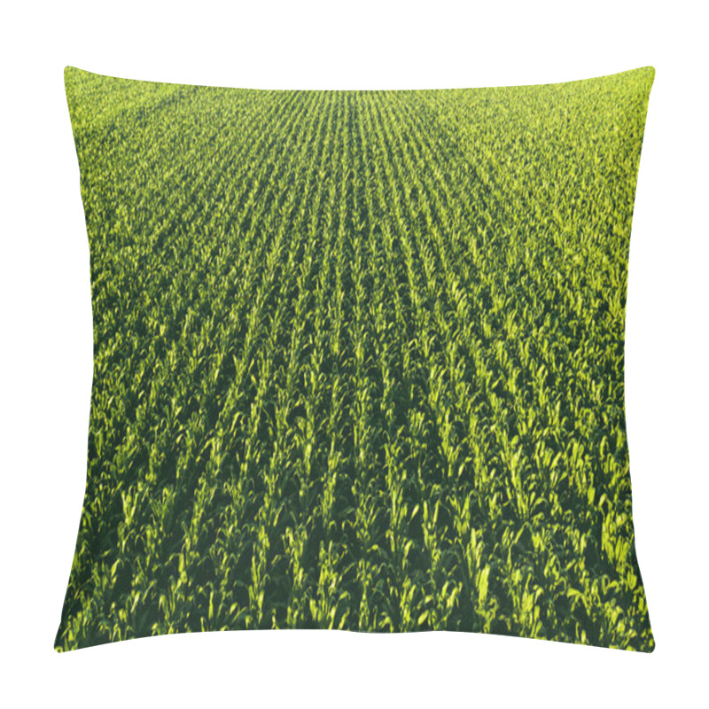 Personality  Low Altitude Aerial Photo Of Rows Of Maize Plant. Agriculture Background Pillow Covers