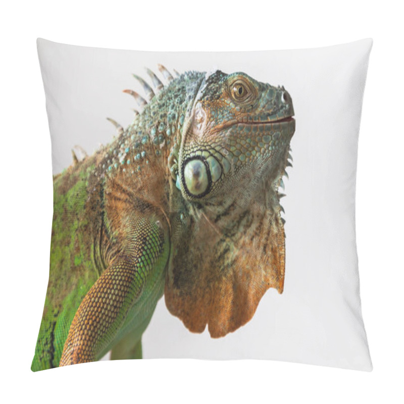 Personality  Green Iguana - Iguana Iguana - Beautiful Portrait Close-up Of Head And Eye. The Photo Has A White Background. Pillow Covers