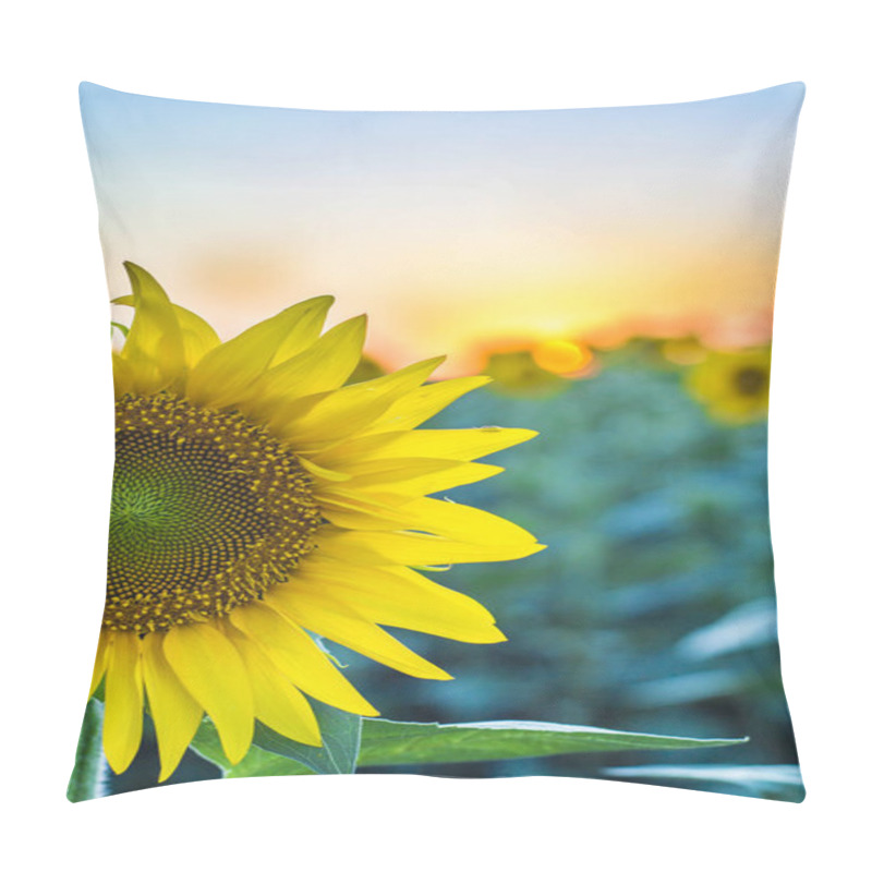 Personality  Sunflowers In The Field Pillow Covers