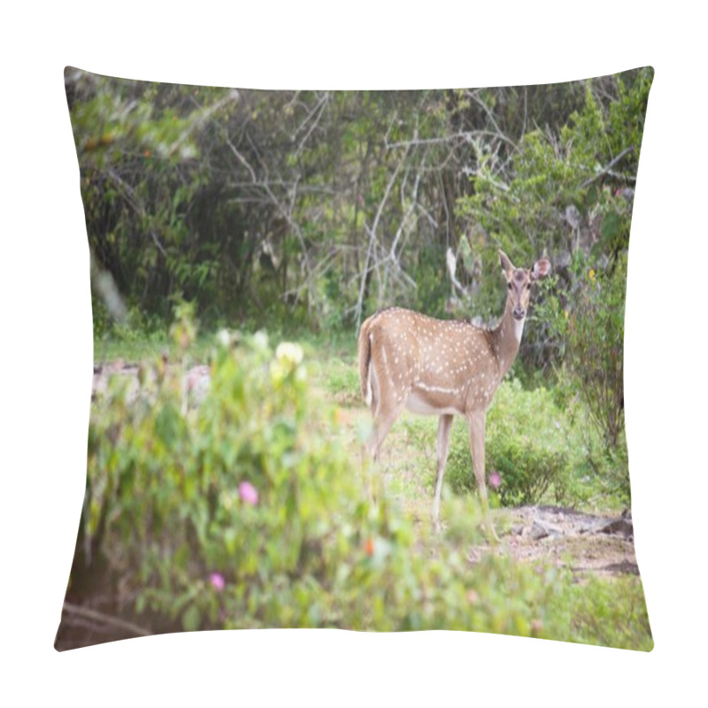 Personality  Wild Deer In Mudumalai National Park Pillow Covers