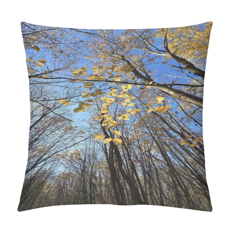 Personality  Looking Up At Canopy Of Trees In Late Autumn In The Forest. Sun Shining On A Few Golden Leaves Contrasting With Clear Blue Sky. Cluj, Romania Pillow Covers