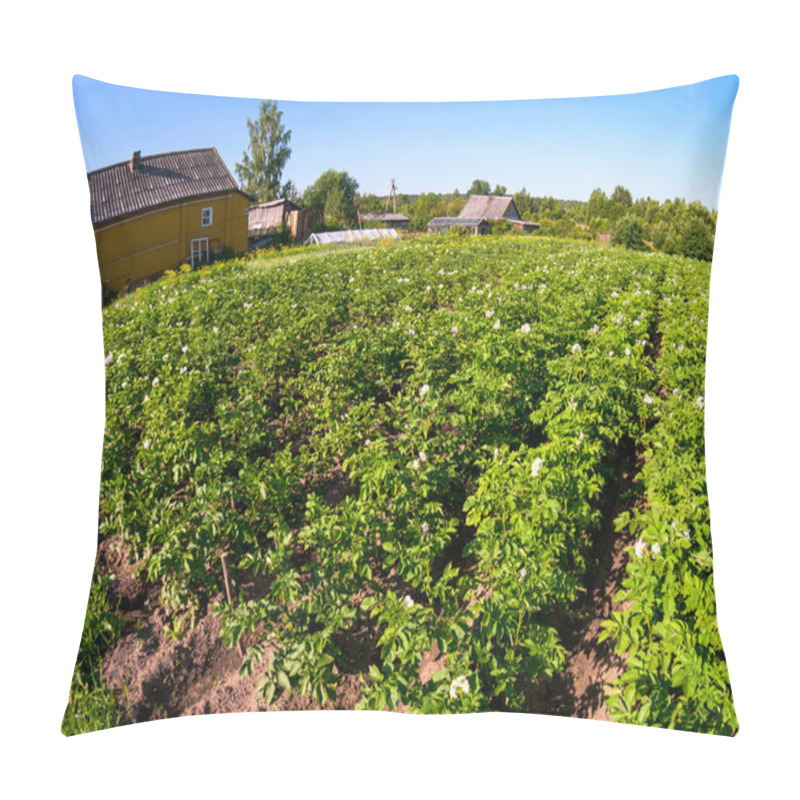 Personality  Potatoes Plantation In Russian Village In Summertime Pillow Covers