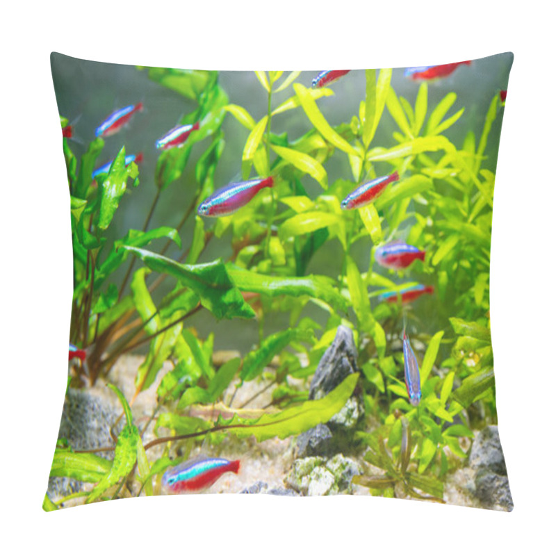 Personality  Beautiful Little Fish Swimming In Water Of Aquarium Pillow Covers