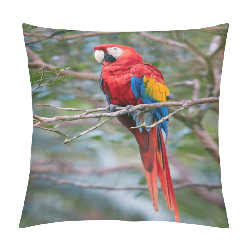 Personality  Red And Blue Parrot, Ara Macao, Scarlet Macaw, In Its Natural Environment Of Wet, Evergreen Forest. Vertical Photo. Wildlife Photography In Costa Rica, Central America. Pillow Covers