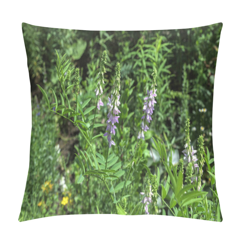 Personality  Flowers Blossoming Galega Officinalis, Goat Rue. Medicinal Herb Farming Product.Galega Officinalis Commonly Known As French Lilac Or Italian Fitch An Herbaceous Plant In The Faboideae Subfamily Pillow Covers