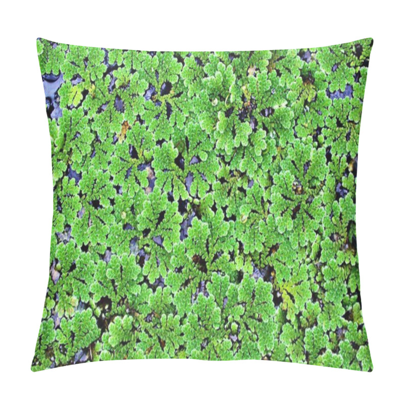 Personality  Closeup Green Plant Azolla Filiculoides ,Pacific Mosquito Fern ,American Water Fern ,Pacific Azolla ,red Water Velvet ,fairy Moss  Pillow Covers