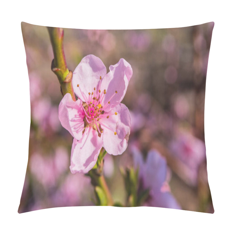 Personality  Peaches Trees. Orchard. Fruit Garden. Pink Flowers Close-up. Soft Selective Focus. Pillow Covers