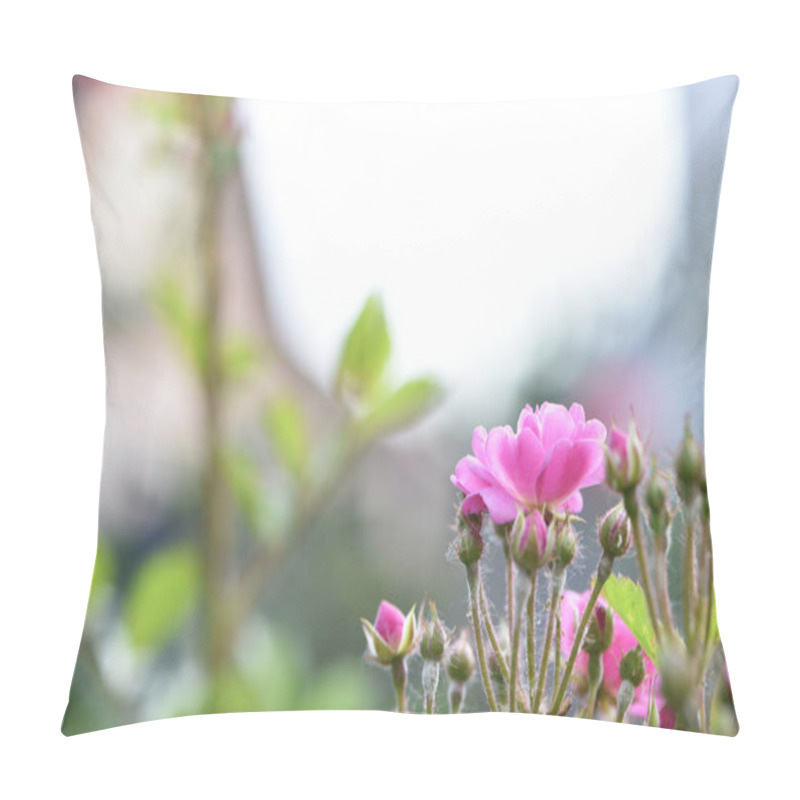 Personality  Veilchenblau, Rose Flower. Pink Roses On A Bush In The Garden, Close-up. Flowering English Rosa Climbing Rose Bush. In The Garden In The Flower Bed. Spring Time, Delicate Summer Flower. Close-up Pillow Covers