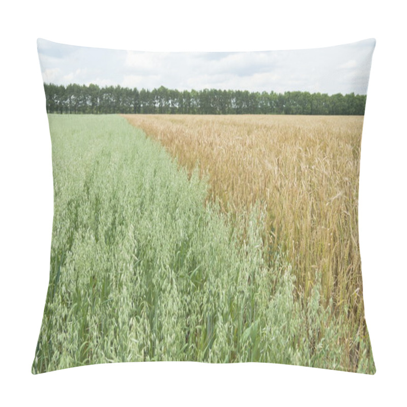 Personality  Wheat And Oat Fields, Russia. Pillow Covers