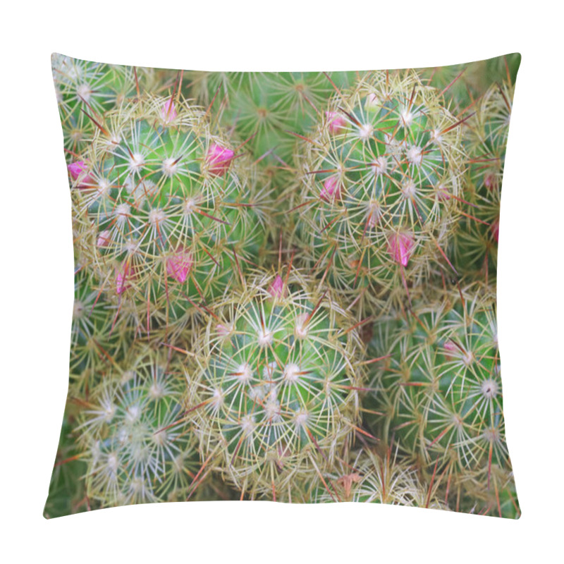 Personality  Close Up, Top View Of Cactus With Pink Blossoms As Background Pillow Covers