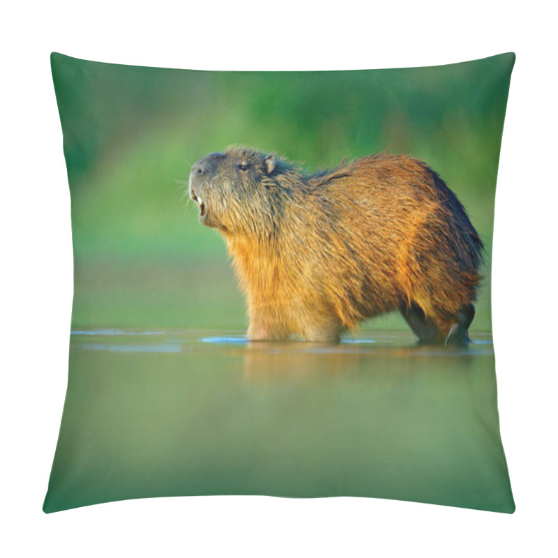 Personality  Capybara, Hydrochoerus Hydrochaeris, Biggest Mouse In Water With Evening Light During Sunset, Pantanal, Brazil. Wildlife Scene From Nature. Wildlife Brazil. Mammal, Open Muzzle With White Tooth Pillow Covers