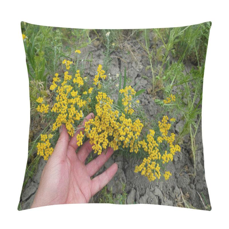 Personality  Yarrow Herb, Yellow Flowered Yarrow, Medicinal Plant Varieties Yarrow Herb, Pillow Covers