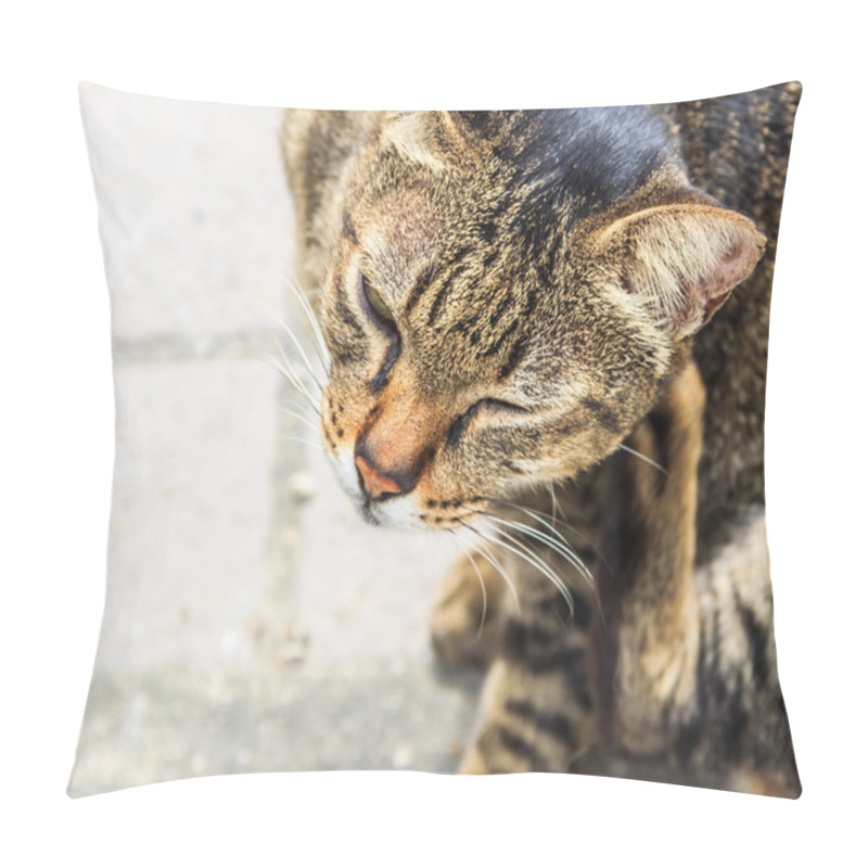 Personality  Itching Tabby Cat, Closeup Pillow Covers