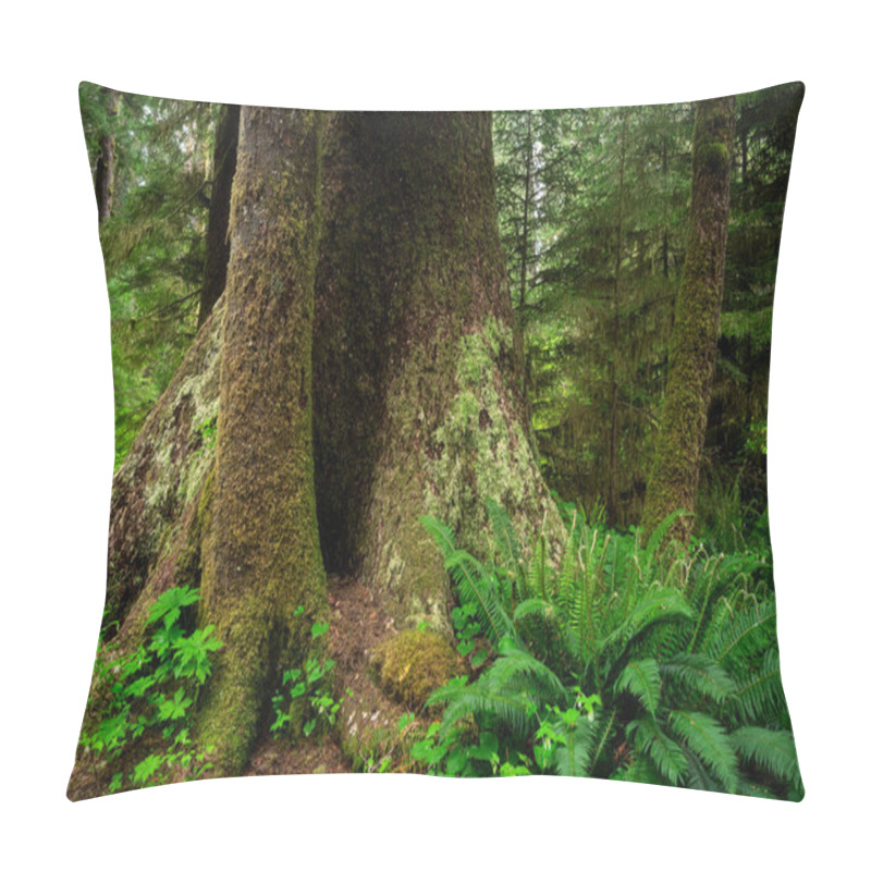 Personality  The Carmanah Walbran Provincial Park Covered In Greenery Under The Sunlight In Canada Pillow Covers