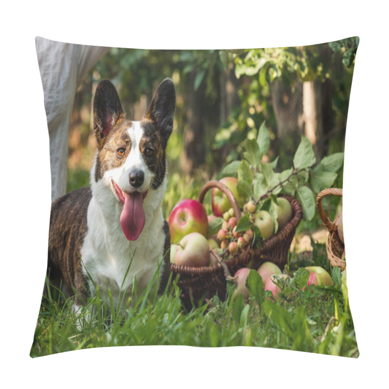 Personality  A Corgi Dog Lies Near A Basket Of Ripe Apples In A Large Apple Orchard, Summertime Pillow Covers