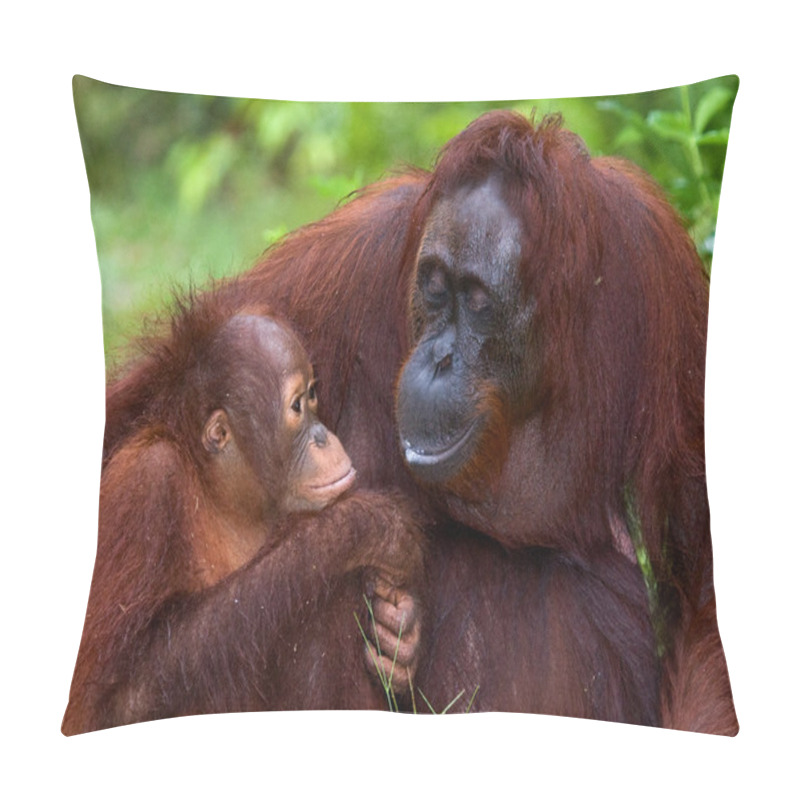 Personality  Two Orangutans  Indonesia. Pillow Covers