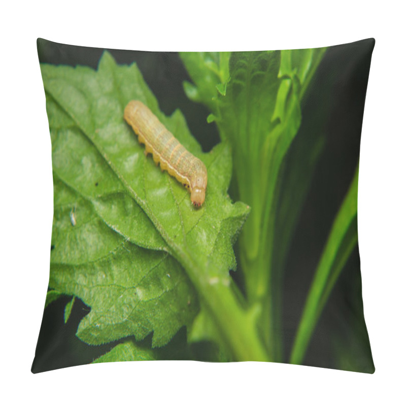 Personality  Caterpillar Worm On Leaf In The Garden Pillow Covers