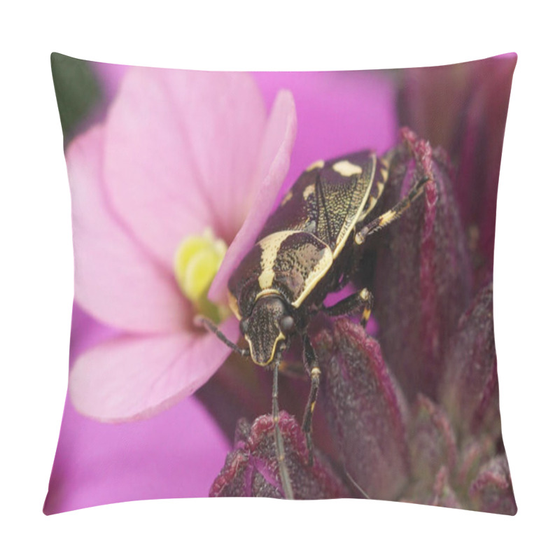 Personality  Natural Closeup On A Rape Shieldbug , Eurydema Oleracea , Sitting On A Purple Wallflower Pillow Covers